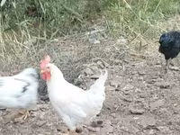 Chickens — foto 3