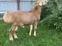 قوچ, Arashan sheep — عکس 1