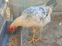 Chickens — புகைப்படம் 1