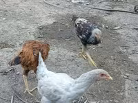 Chickens — 3-сурет