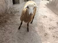 Baran, Owce — zdjęcie 2