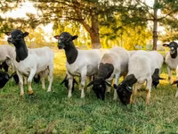 Domba jantan, Dorper sheep — foto 3