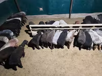 Қошқар, Қойлар — 3-сурет
