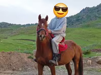 Aygır, Anglo-Arabian — foto 1