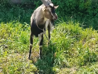 Oğlak, Keçiler — foto 2