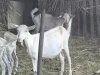 Koza, Alpine goat — foto 2