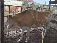 گاو ماده, Latvian Blue cattle — عکس 1