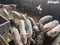 Eber, Schweine — Foto 2