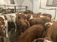 Бик, Simmental cattle — фото 5