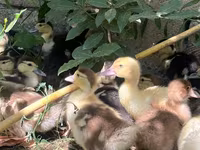 Ducks — foto 2