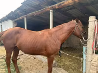 اسب نر, اسب — عکس 3