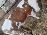 Krava, Simmental cattle — foto 2