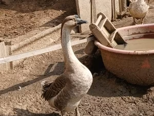 Geese