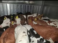 Byk, Simmental cattle — zdjęcie 3
