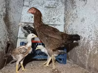 Chickens — foto 5