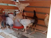 Chickens — عکس 2