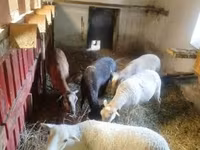 Schaf, Cameroon sheep — Foto 2