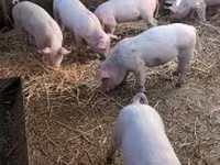 Prasata (šarže, pohlaví neuvedeno), Prasata — foto 2
