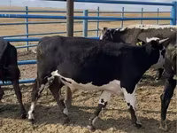 گاو نر, گاو سفیدسر قزاقستانی — عکس 2