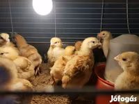 Chickens — 사진 7