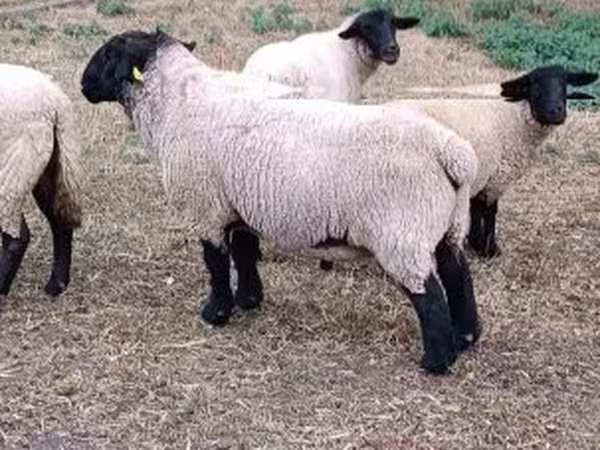 Baran, White Suffolk sheep