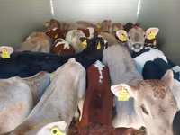 Бик, Simmental cattle — снимка 2