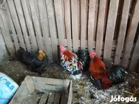 科钦 — 照片 1