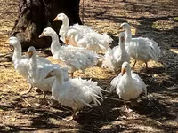 Geese — 写真 5