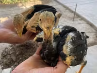Chickens — عکس 1