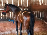 Hingst, Heste — foto 2