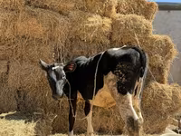 Krowa, Russian Black pied cattle — zdjęcie 2