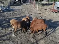 كبش, Cameroon sheep — الصورة 3