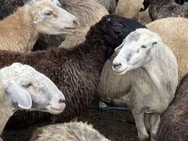 Sheep, Sheep — Moldova