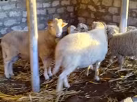 قوچ, گوسفند — عکس 2