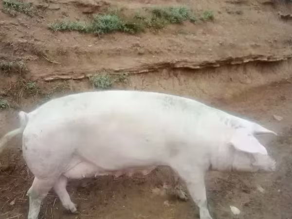 Хукмода, Крупная белая