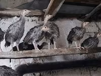 برنزی — عکس 1