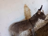Kůň, Koně — foto 2