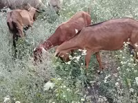 Get, Nubian Goat — foto 5