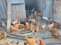 Chickens — 3-rasm
