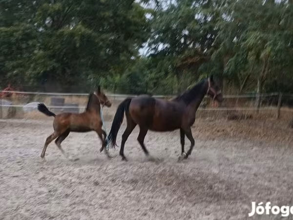 Азаргагүй морь, Lipizzaner