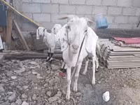 ছাগী, ছাগল — ছবি 3