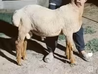Cừu đực, Arashan sheep — ảnh 2