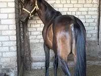 Hing, Thoroughbred horse — 2. fotó