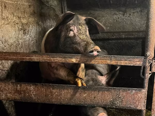 ሴት አሣማ, Pigs — ሞልዶቫ