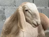 Berbec, Arashan sheep — foto 3