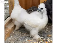 Seidenhuhn — Foto 1