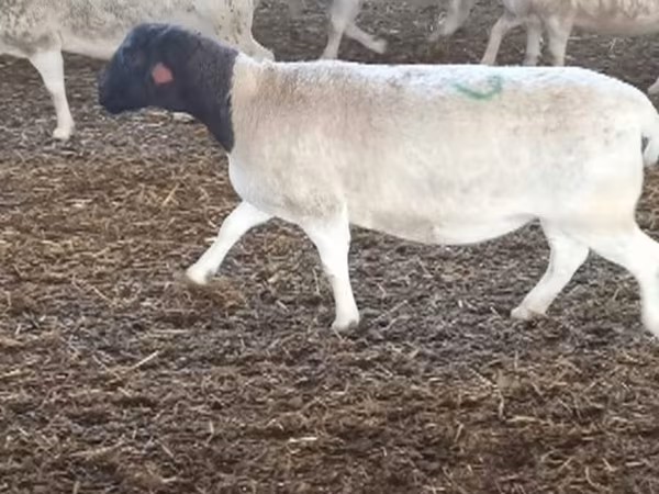 Biri-biri (lot, jantina tidak dinyatakan), Dorper sheep