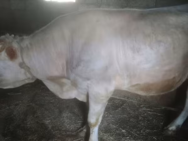 Lembu jantan, Red-spotted breed