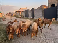 Ovce, Edilbay sheep — foto 5