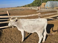 Krava, Swiss cattle — foto 5